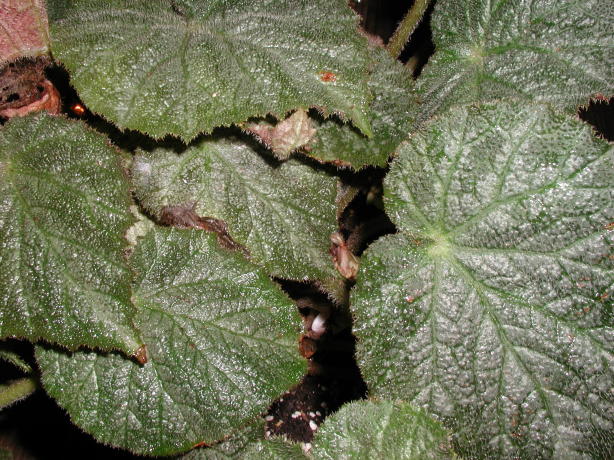 B. ‘Spanish Moss’